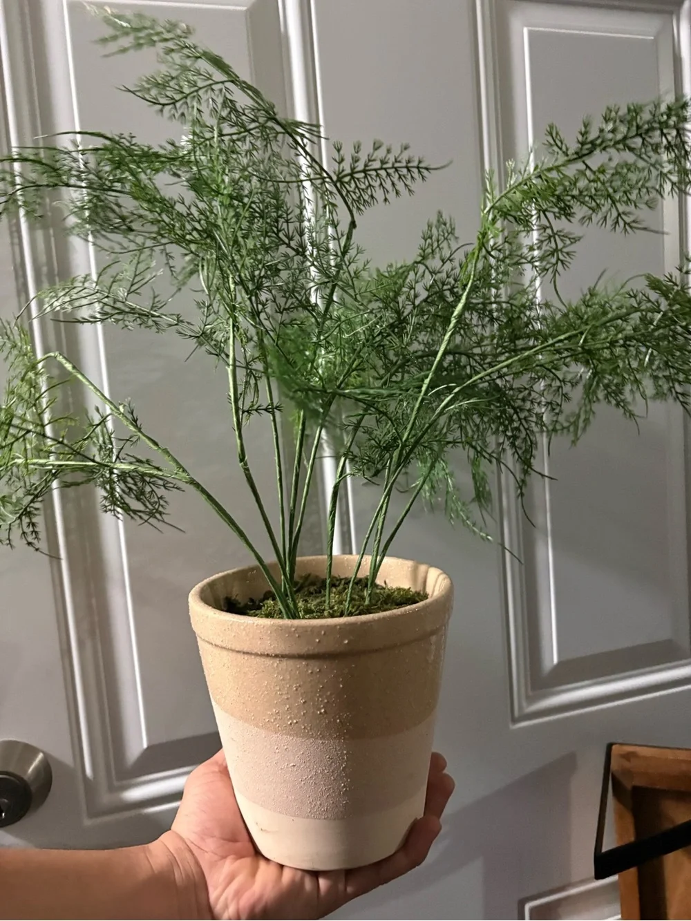 Asparagus Faux Fern potted Plant - Hearth & Hand with Magnolia